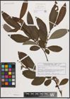 Foto von Salix caprea L.